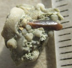 Очень маленький Ptyctodus