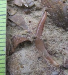 Зуб лопастепёрой рыбы Onychodus в "ракушечнике"