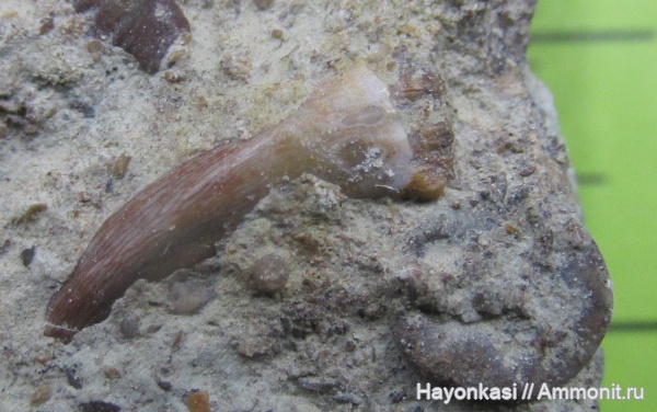 девон, рыбы, зубы, Sarcopterygii, Onychodus