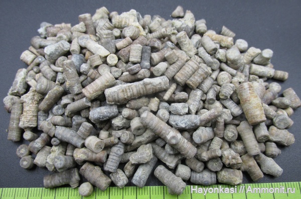 морские лилии, девон, членики морских лилий, Crinoidea