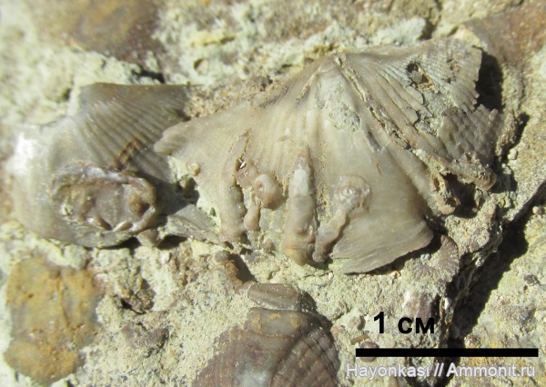 брахиоподы, девон, Productida, Spiriferida, Microconchida, Cornulites, Epizoans, Lamellispirifer muralis, Irboskites fixatus