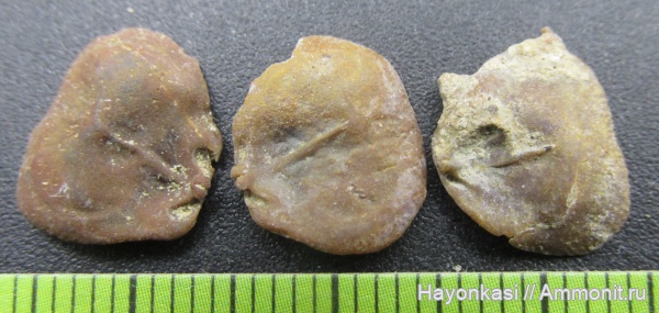 брахиоподы, девон, Productida, Irboskites fixatus