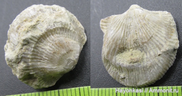 брахиоподы, девон, Atrypida, Прижизненные деформации (уродство) брахиопод, Pseudoatrypa velikaya