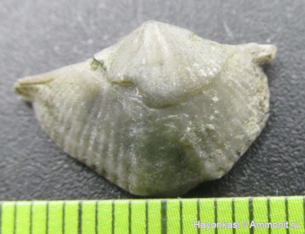 брахиоподы, девон, Spiriferida, Lamellispirifer muralis, Прижизненные деформации (уродство) брахиопод