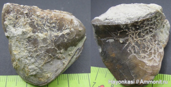 брахиоподы, девон, мшанки, Hederella, Rhynchonellida, Ladogia, Ladogia meyendorfii, encrustation of brachiopods, Epizoans