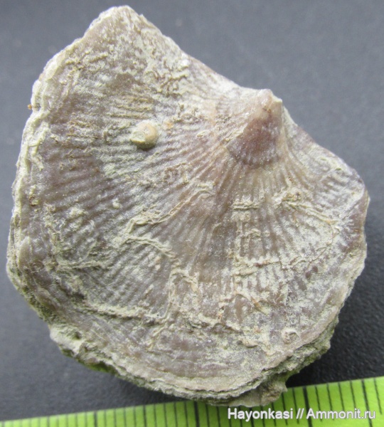брахиоподы, девон, мшанки, Hederella, Microconchida, Atrypida, encrustation of brachiopods, Epizoans, Pseudoatrypa velikaya