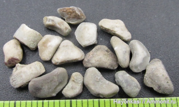 морские лилии, девон, Crinoidea