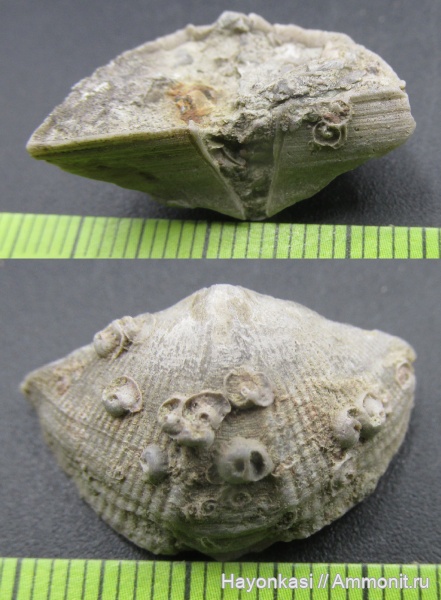 брахиоподы, девон, Spiriferida, Microconchida, Epizoans, Lamellispirifer muralis