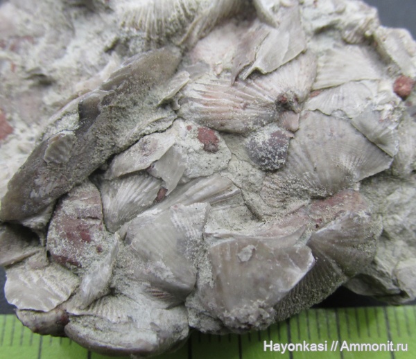 брахиоподы, девон, Ripidiorhynchus, Spiriferida, Rhynchonellida, Lamellispirifer muralis