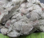 Девонский ракушечник из д.Родина