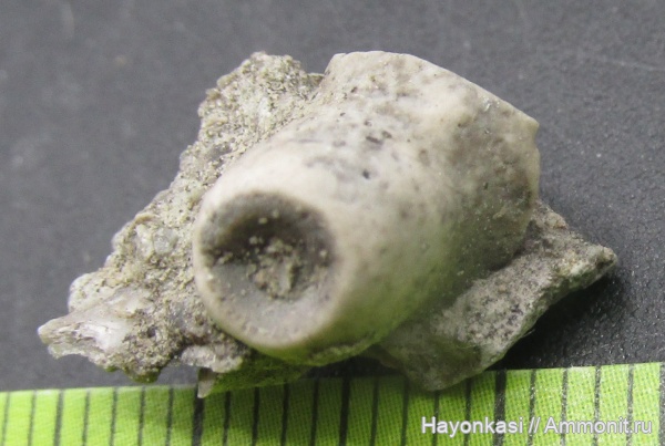 морские лилии, девон, Crinoidea, holdfast, Холдфаст