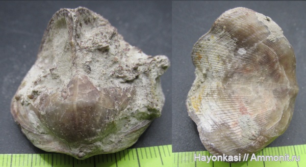 брахиоподы, девон, Rhynchonellida, Ladogia, Ladogia meyendorfii