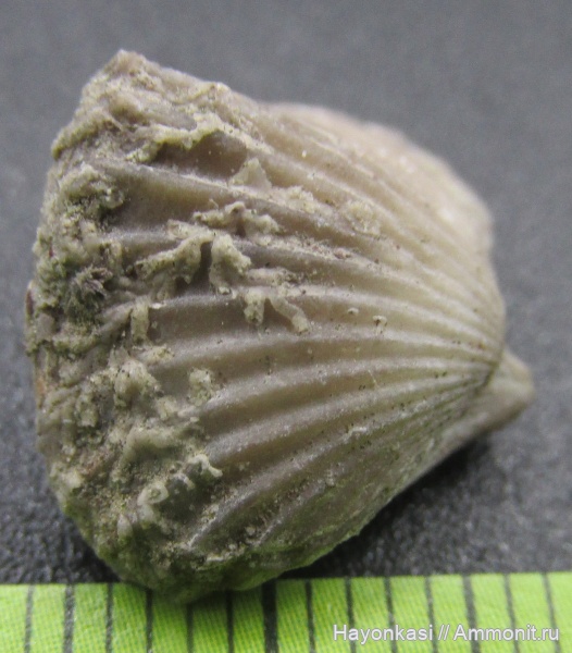 брахиоподы, девон, мшанки, Ripidiorhynchus, Hederella, Rhynchonellida, encrustation of brachiopods, Epizoans