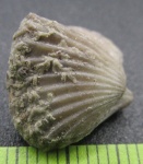 Брахиопода Ripidiorhynchus со мшанкой