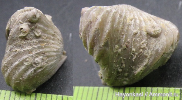 брахиоподы, девон, Ripidiorhynchus, Microconchida, Rhynchonellida, encrustation of brachiopods