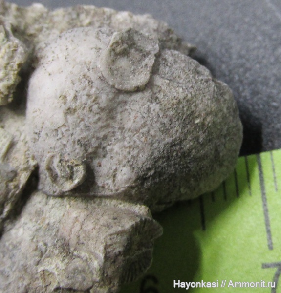 брахиоподы, девон, Productida, Microconchida, Irboskites fixatus