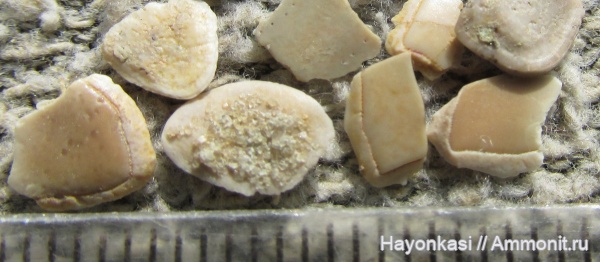 девон, рыбы, Sarcopterygii, чешуя, Osteolepiformes