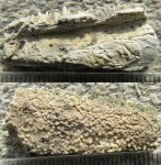 Челюсть саркоптеригии (фрагмент) из Печор