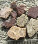 "Двуцветные" Псаммостеиды