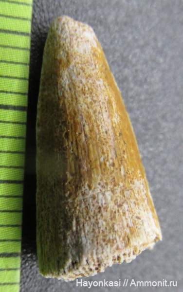 девон, рыбы, зубы, Sarcopterygii