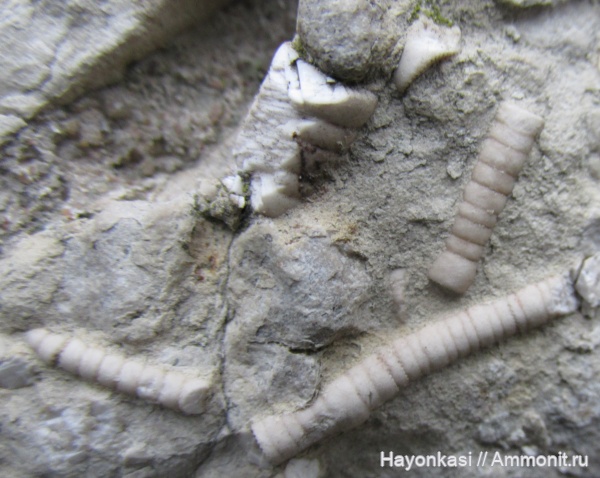 Псковский Девон: фоссилии в постройках