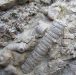 Фоссилии в городе: криноидеи с микроконхидами