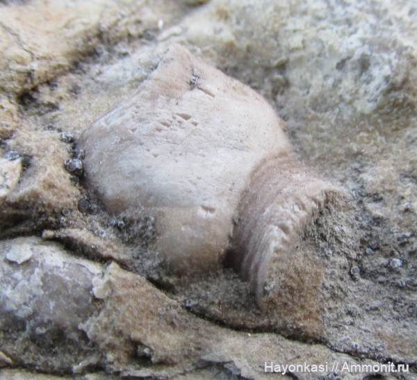 морские лилии, девон, Crinoidea, Холдфаст