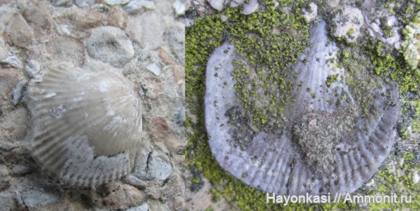 брахиоподы, девон, Atrypida