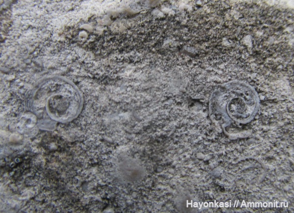 брахиоподы, девон, Microconchida