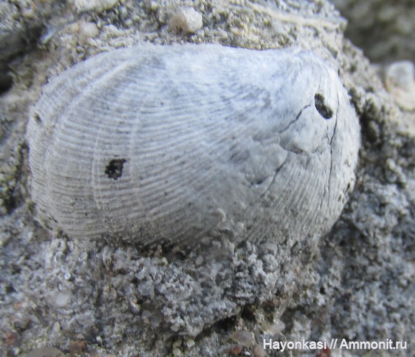 брахиоподы, девон, Orthida, Schizophoria