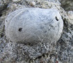 Фоссилии в городе: Schizophoria