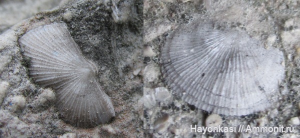 брахиоподы, девон, Orthida, Schizophoria