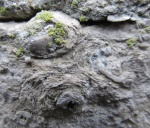 Фоссилии в городе: Stromatoporoidea