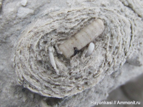 морские лилии, девон, губки, строматопораты, Stromatoporoidea, Crinoidea