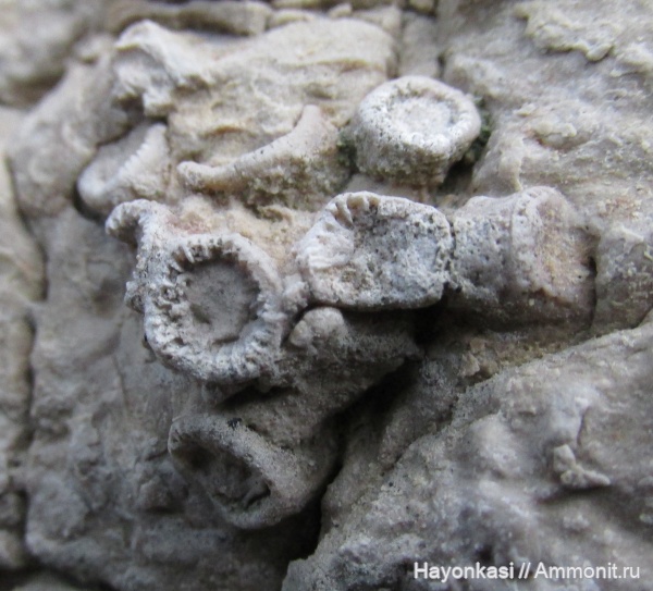 девон, кораллы, Rugosa