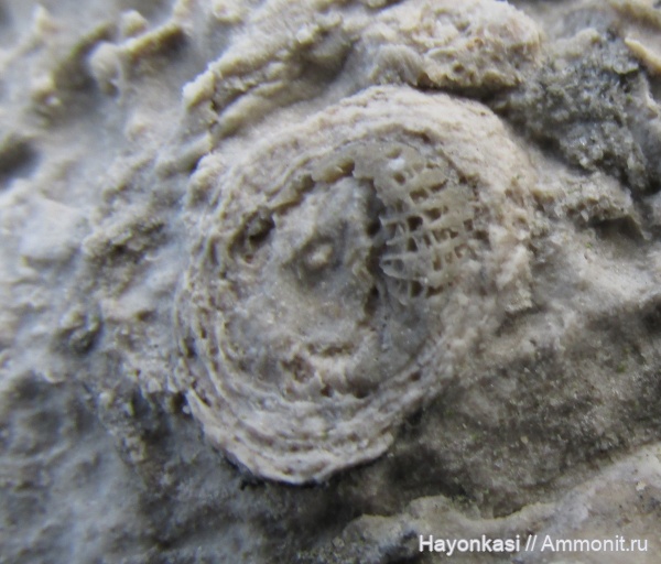 девон, кораллы, губки, Stromatoporoidea, Rugosa