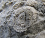 Фоссилии в городе: Stromatoporoidea на обломке Rugosa