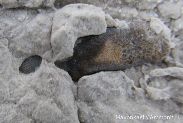 девон, рыбы, зубы, плакодермы, Placodermi, Ptyctodus, PTYCTODONTIDAE