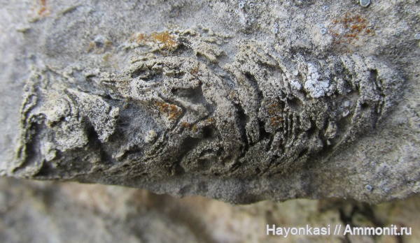 девон, губки, строматопораты, Stromatoporoidea