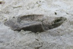 Фоссилии в городе: зубная пластина плакодермы в Изборске