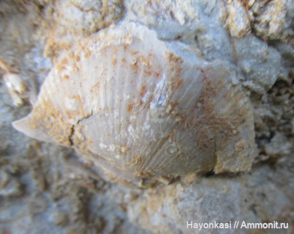 брахиоподы, девон, Cyrtospirifer, Spiriferida