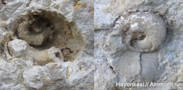 гастроподы, моллюски, девон, Gastropoda