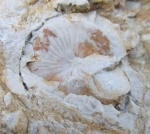 Фоссилии в городе: ядро гастроподы с отпечатком раковины