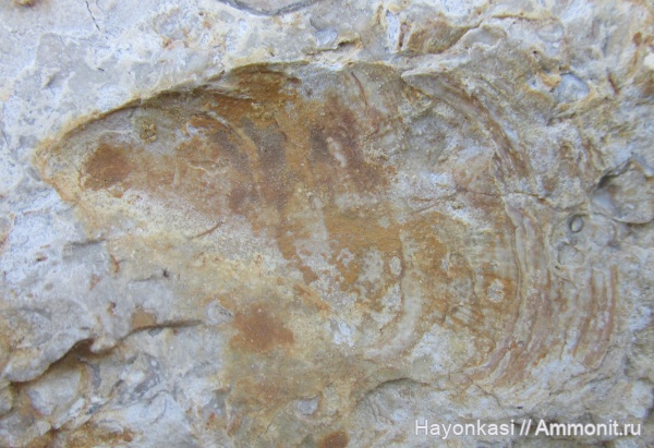 моллюски, девон, двустворки, двустворчатые моллюски