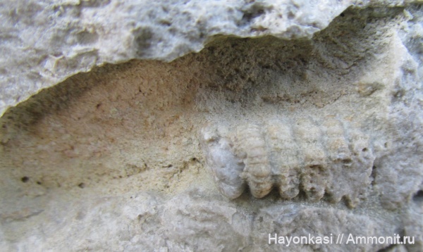 моллюски, девон, наутилоидеи, головоногие моллюски, Nautiloidea