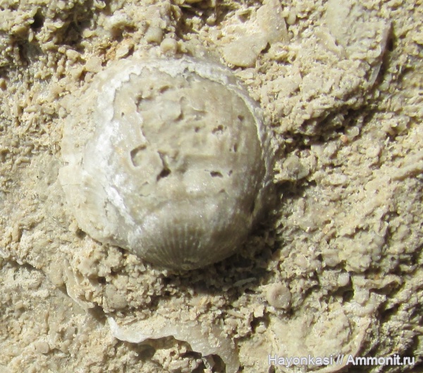 брахиоподы, девон, Atrypida