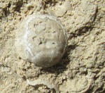 Фоссилии в городе: Атрипида из Порхова