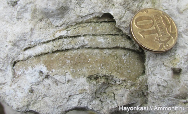 моллюски, девон, наутилоидеи, головоногие моллюски, Nautiloidea