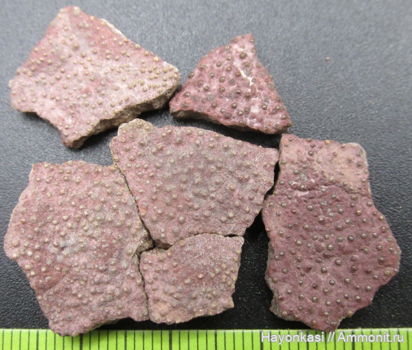 девон, рыбы, плакодермы, Placodermi, Homostius, Artrodira