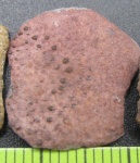 Красная чешуйка (Sarcopterygii)